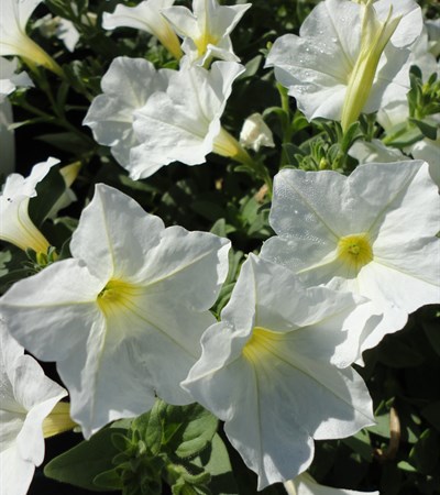 Petunia Supertunia® White